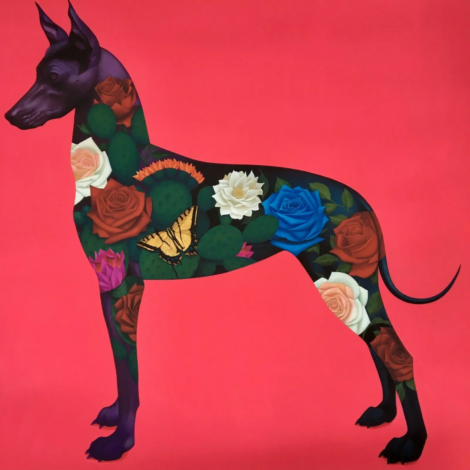 Xolo