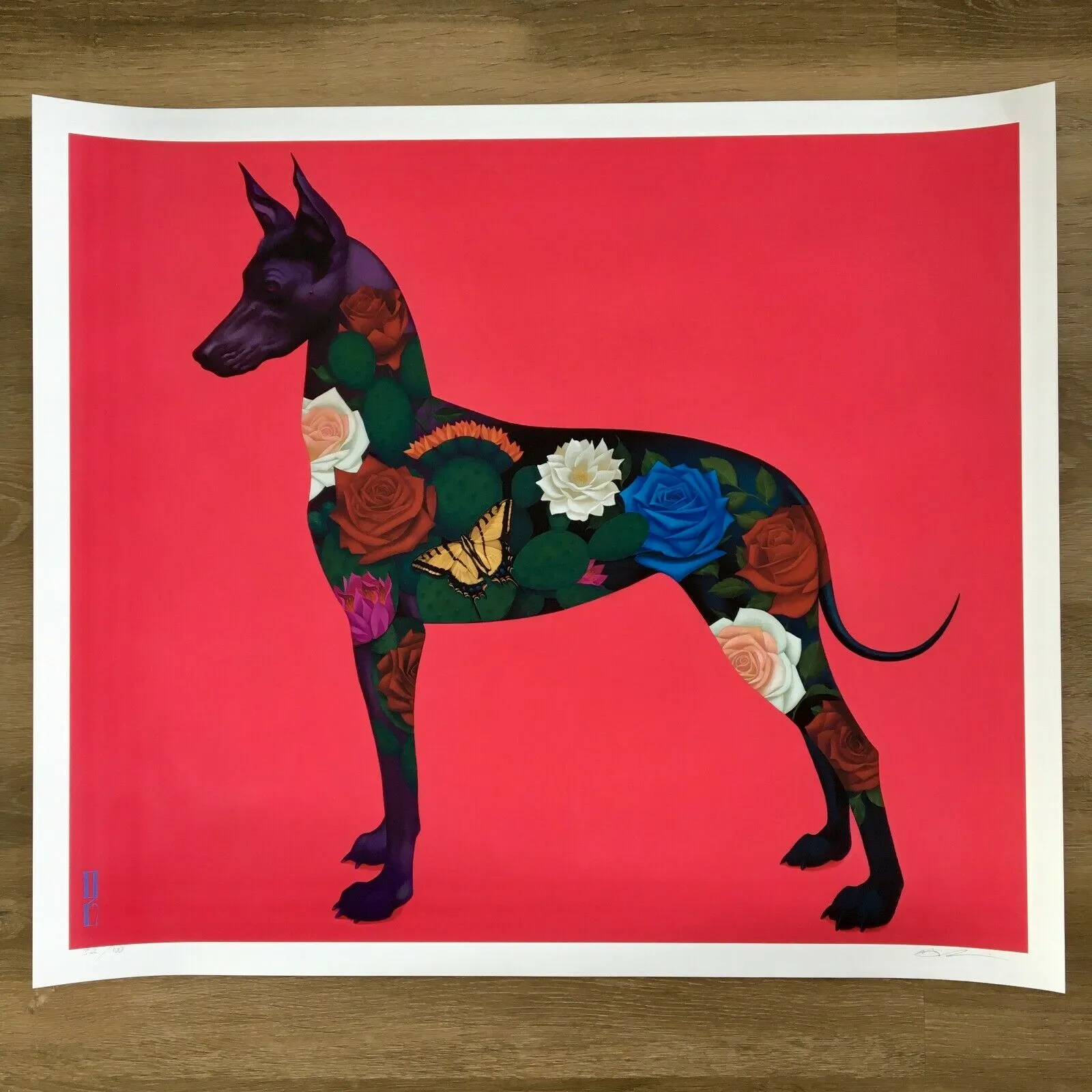 Xolo